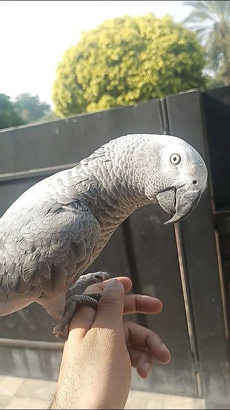 Grey parrot female 0