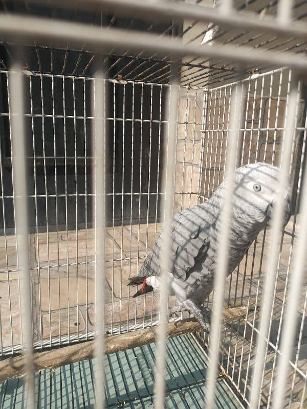 Grey parrot female 1