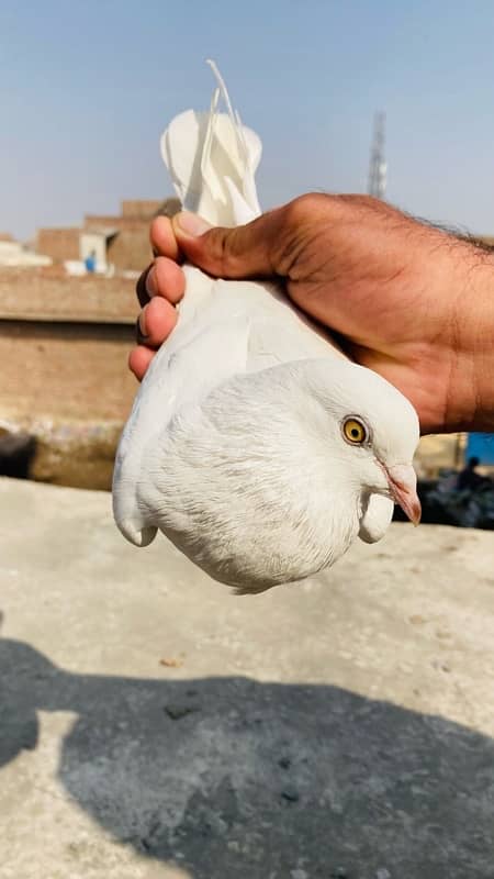 high quality pigeons for sale 1