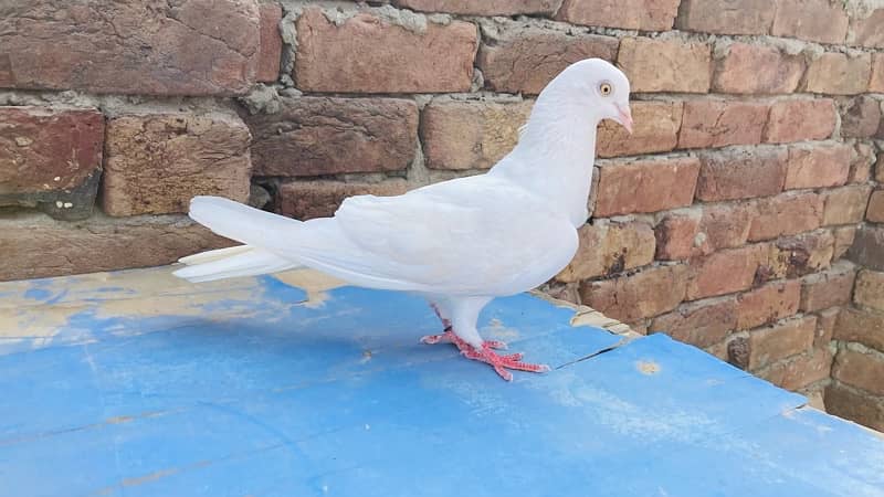 high quality pigeons for sale 2