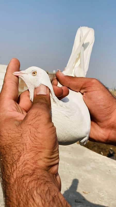 high quality pigeons for sale 3