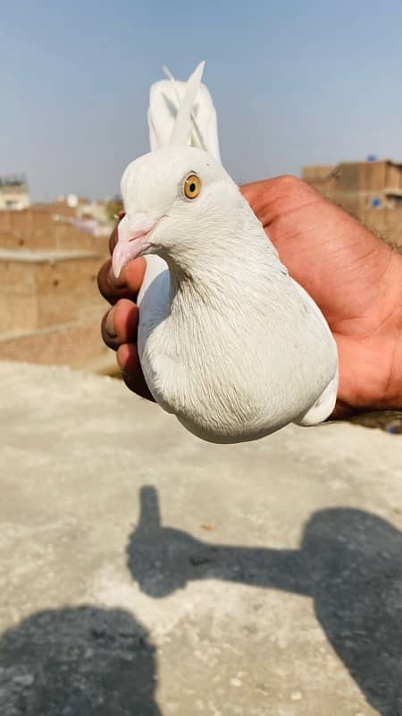 high quality pigeons for sale 4