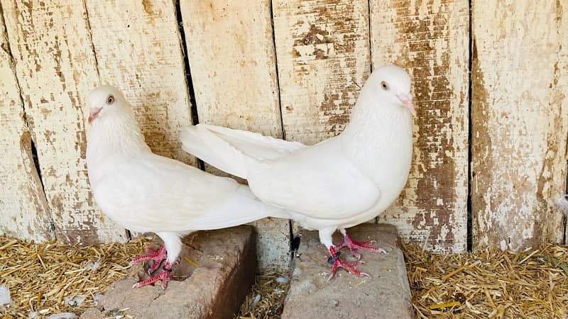 high quality pigeons for sale 5