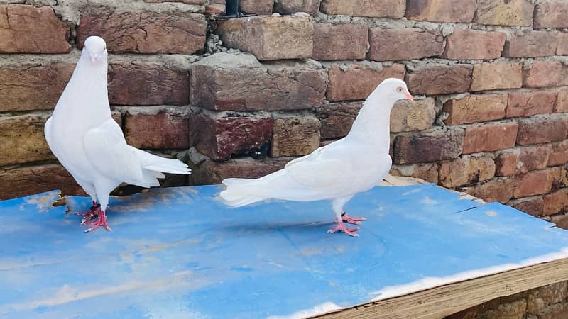 high quality pigeons for sale 6