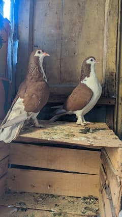 Sherazi Brown breeder pair ,