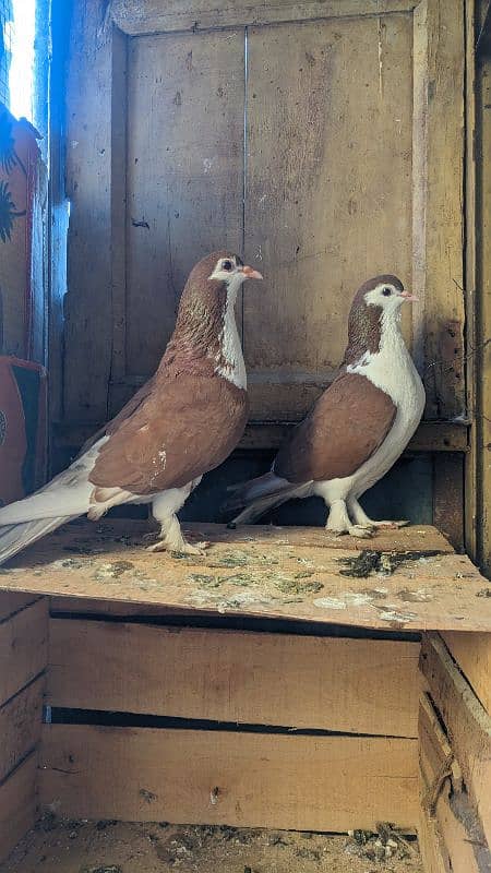 Sherazi Brown breeder pair , 1