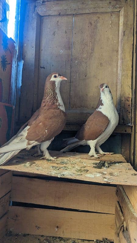 Sherazi Brown breeder pair , 2