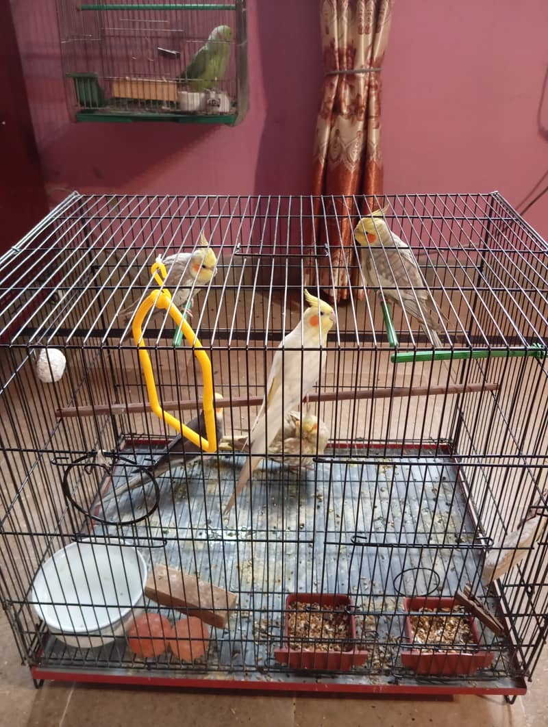 Breeder male cockatiel with folding cage 0