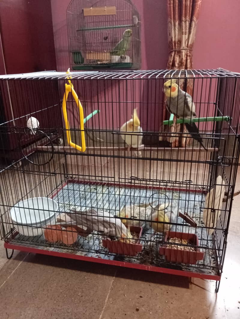 Breeder male cockatiel with folding cage 1