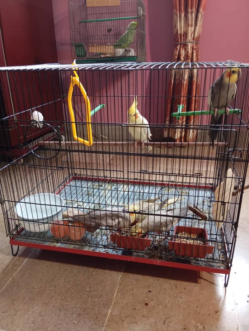 Breeder male cockatiel with folding cage 2