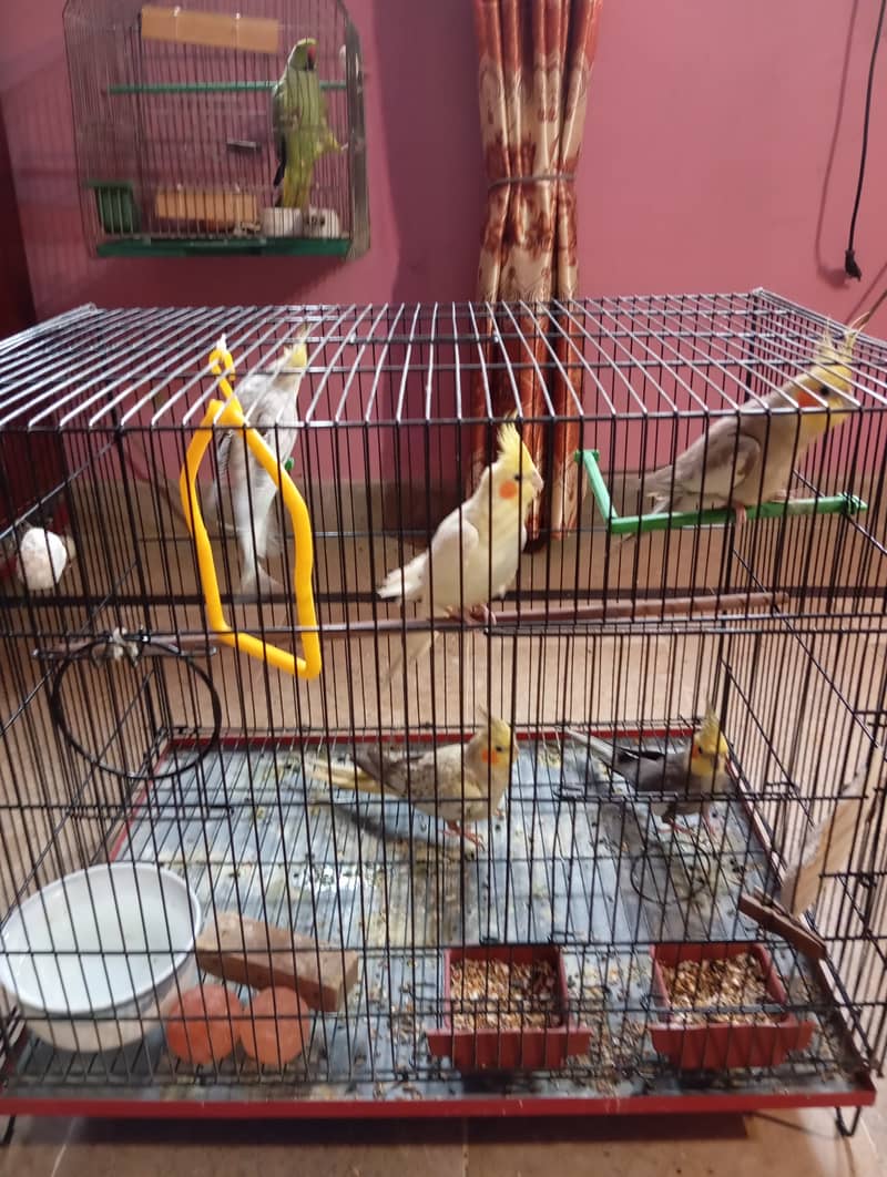 Breeder male cockatiel with folding cage 3