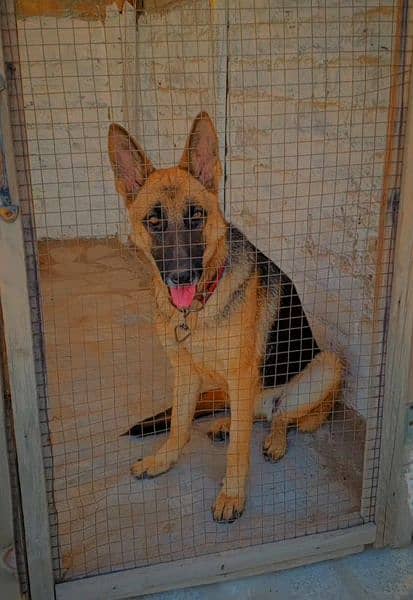 German shepherd young breeder female 1