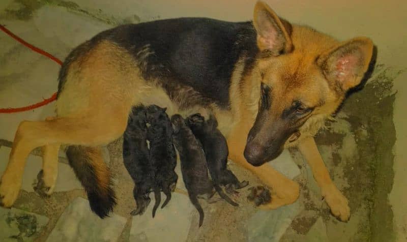 German shepherd young breeder female 0