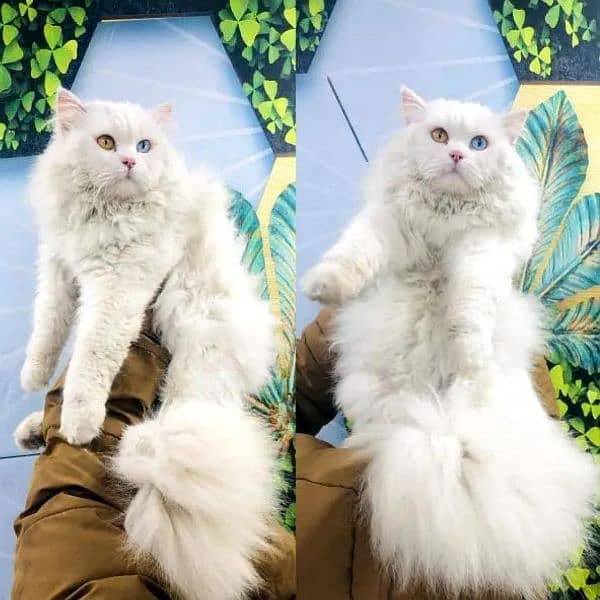 Persian Punch face triple coat cat Kitten 11