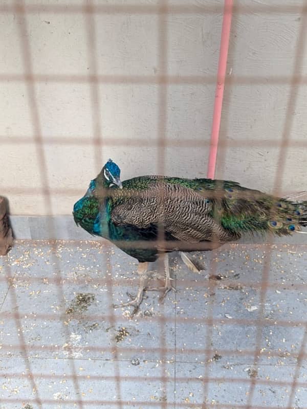 peacock breeder pair for sale 3