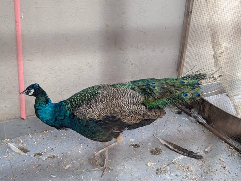 peacock breeder pair for sale 4