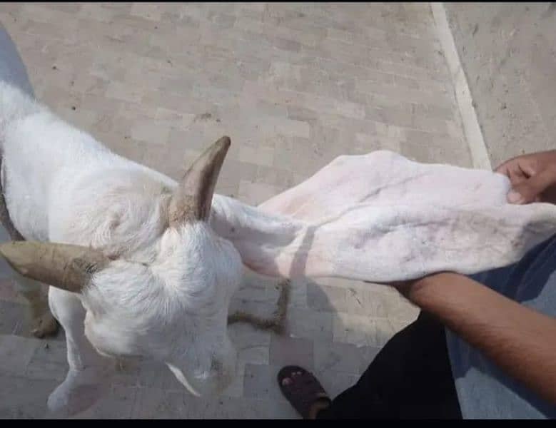 Gulabi bakri 3