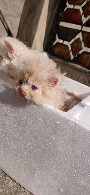 kittens available  urgent sale 0