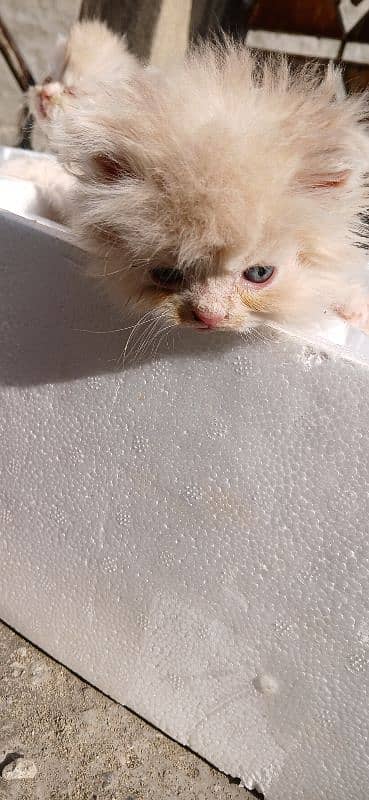 kittens available  urgent sale 1