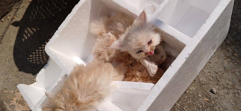 kittens available  urgent sale 3