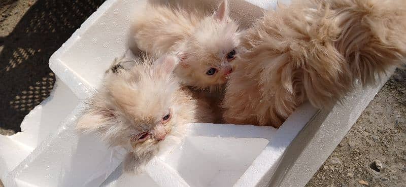 kittens available  urgent sale 4