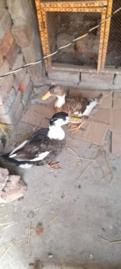 Duck pair Urgent for sale