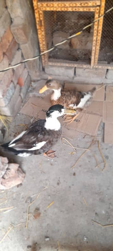 Duck pair Urgent for sale 0