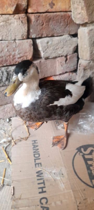 Duck pair Urgent for sale 1