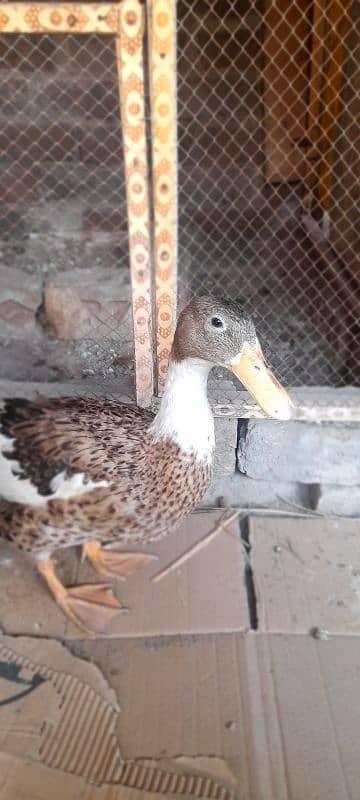 Duck pair Urgent for sale 2