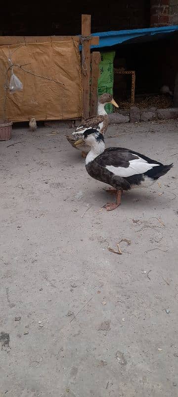 Duck pair Urgent for sale 3