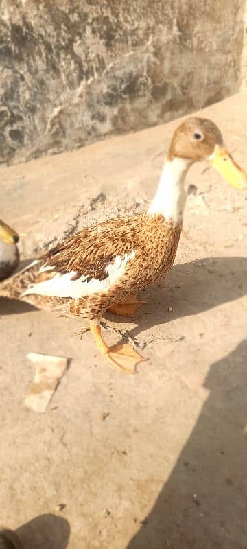 Duck pair Urgent for sale 4