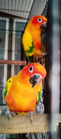 Sunconure DNA pair & male