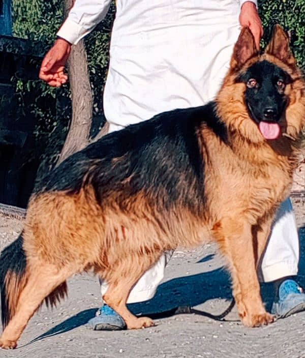 German shepherd male full language for sale 0