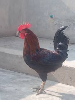 hen for sale