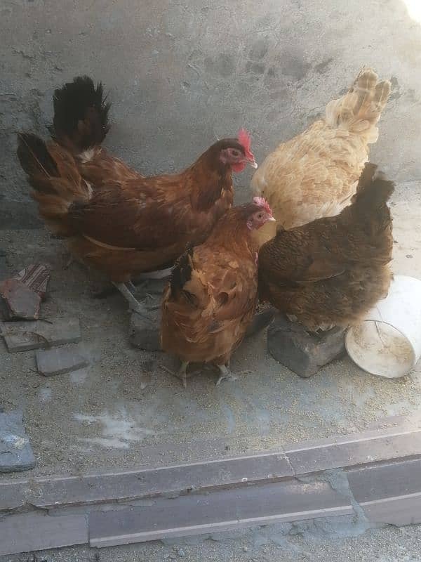 golden misri | egg laying hens for sale 0