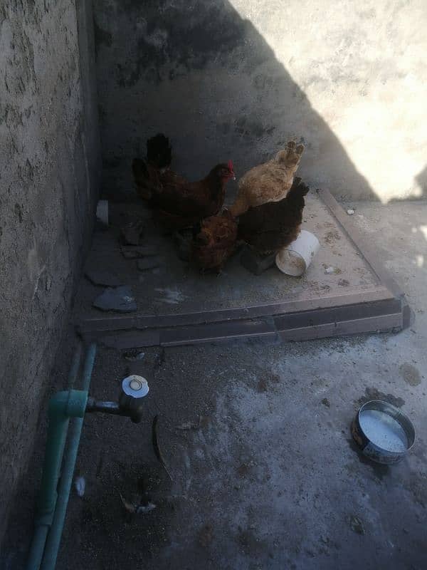 golden misri | egg laying hens for sale 1