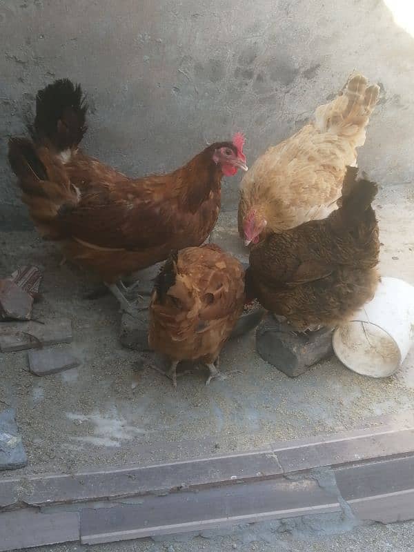 golden misri | egg laying hens for sale 2