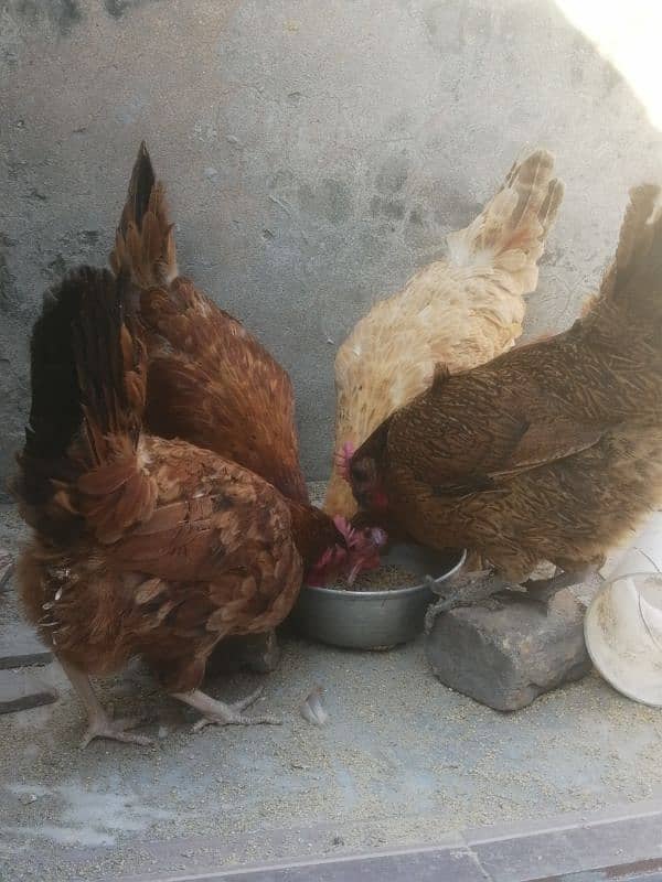 golden misri | egg laying hens for sale 3