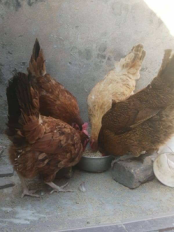 golden misri | egg laying hens for sale 4