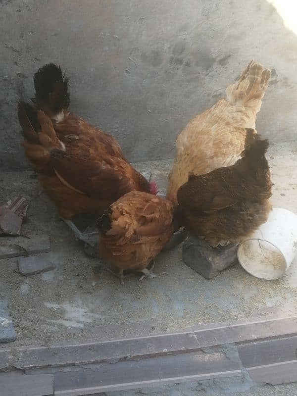 golden misri | egg laying hens for sale 5