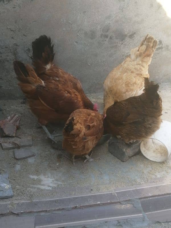 golden misri | egg laying hens for sale 7