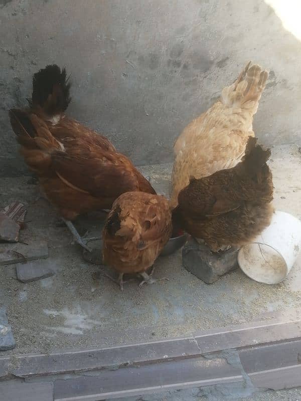 golden misri | egg laying hens for sale 8