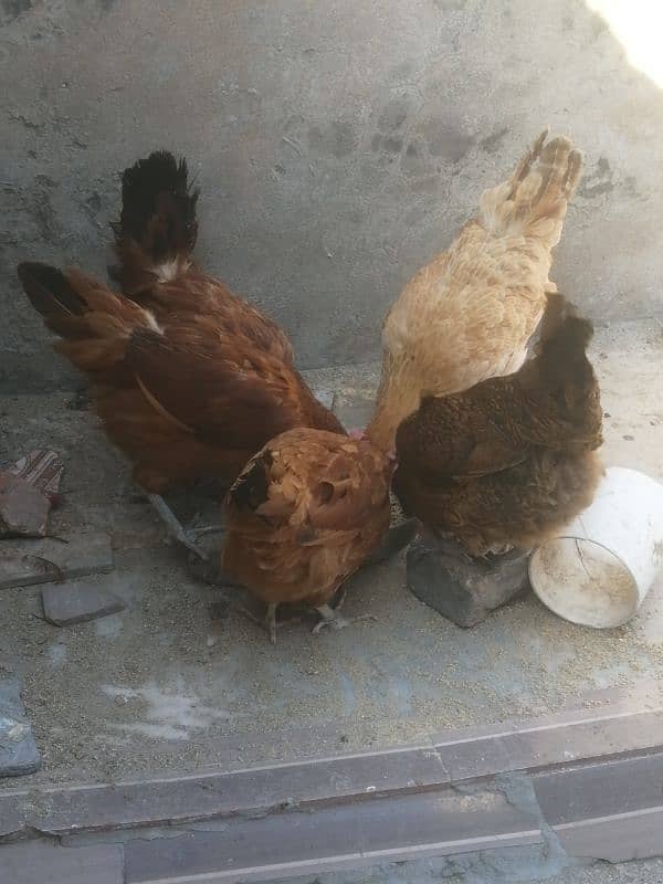 golden misri | egg laying hens for sale 9