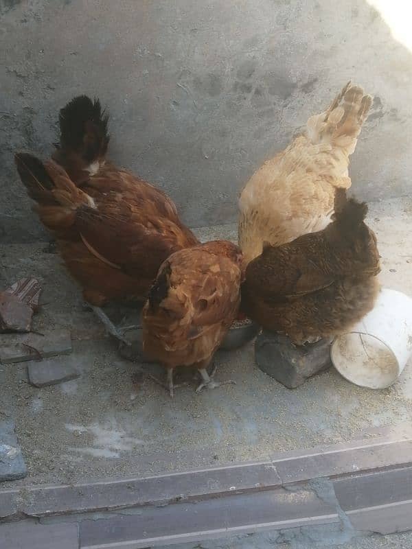 golden misri | egg laying hens for sale 10