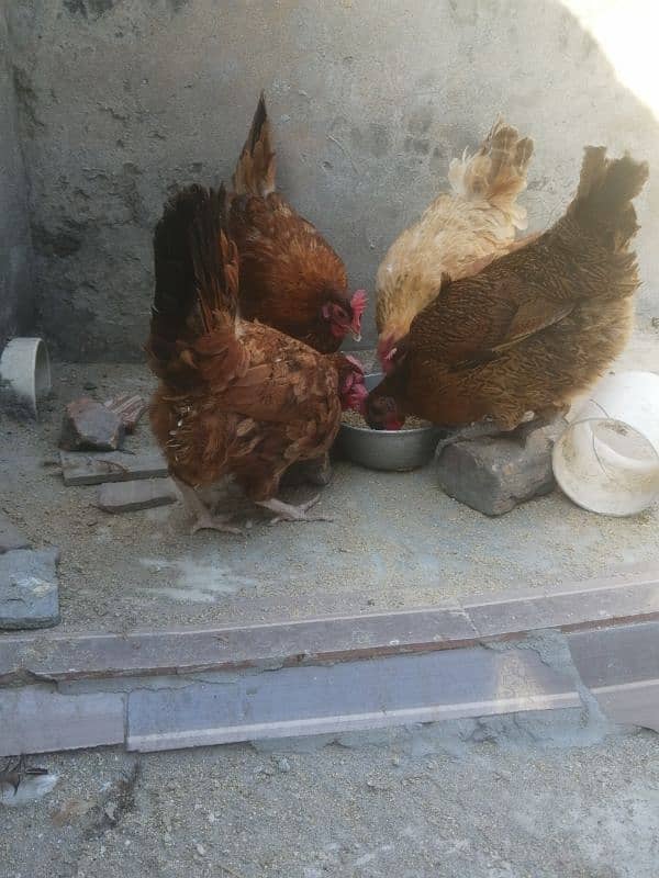 golden misri | egg laying hens for sale 11