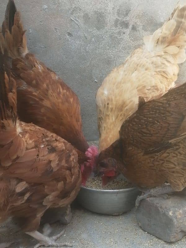 golden misri | egg laying hens for sale 12