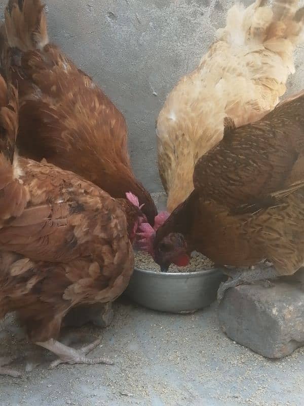 golden misri | egg laying hens for sale 13