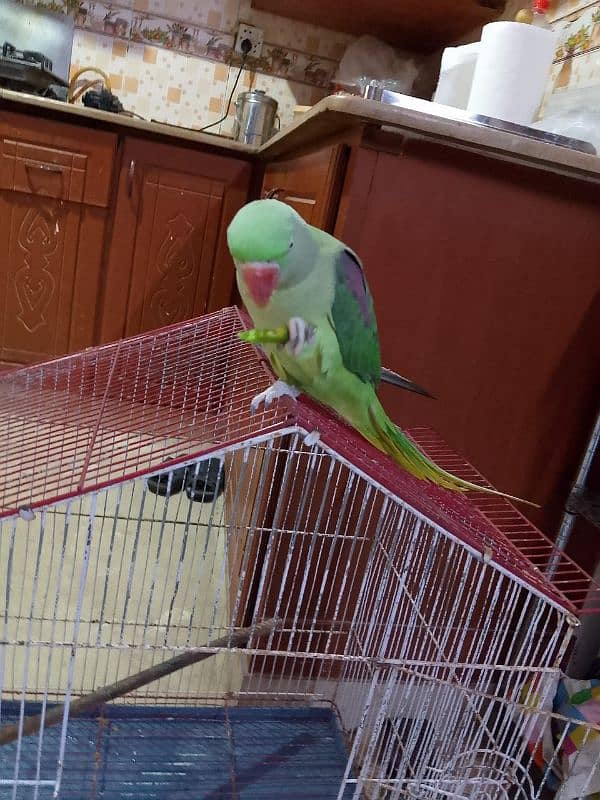 green parrot pahari 0