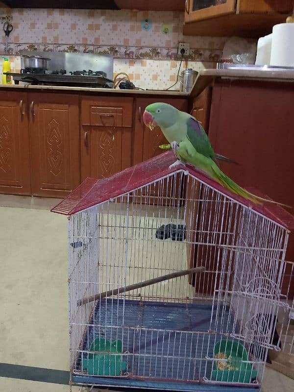 green parrot pahari 1