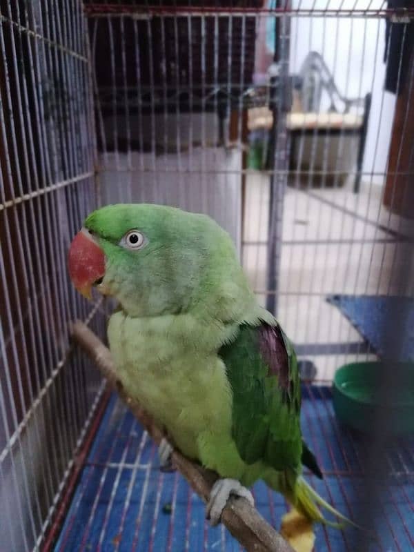 green parrot pahari 2